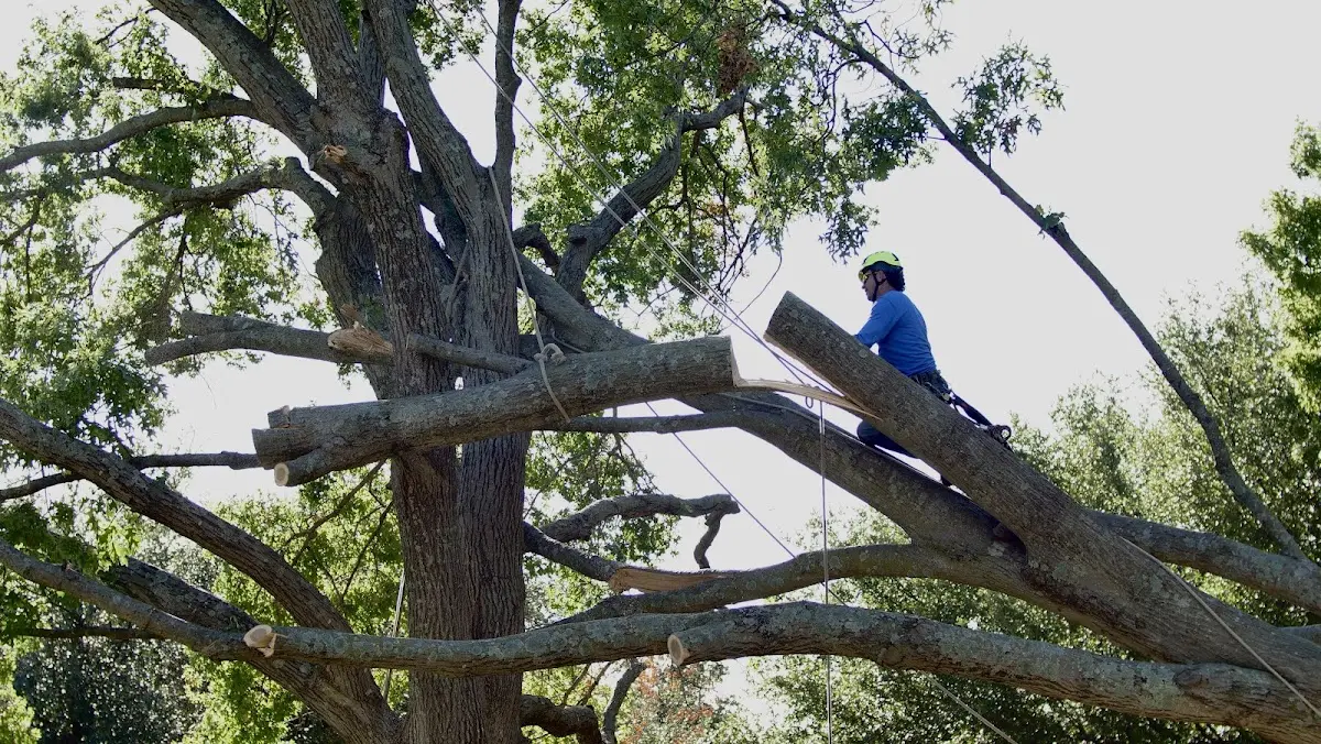Professional Crown Thinning performed by certified arborists in Sinclairville